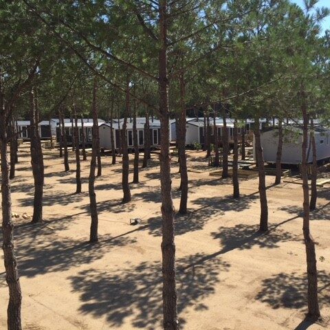 mobil-home dans les pins, terrain boisé